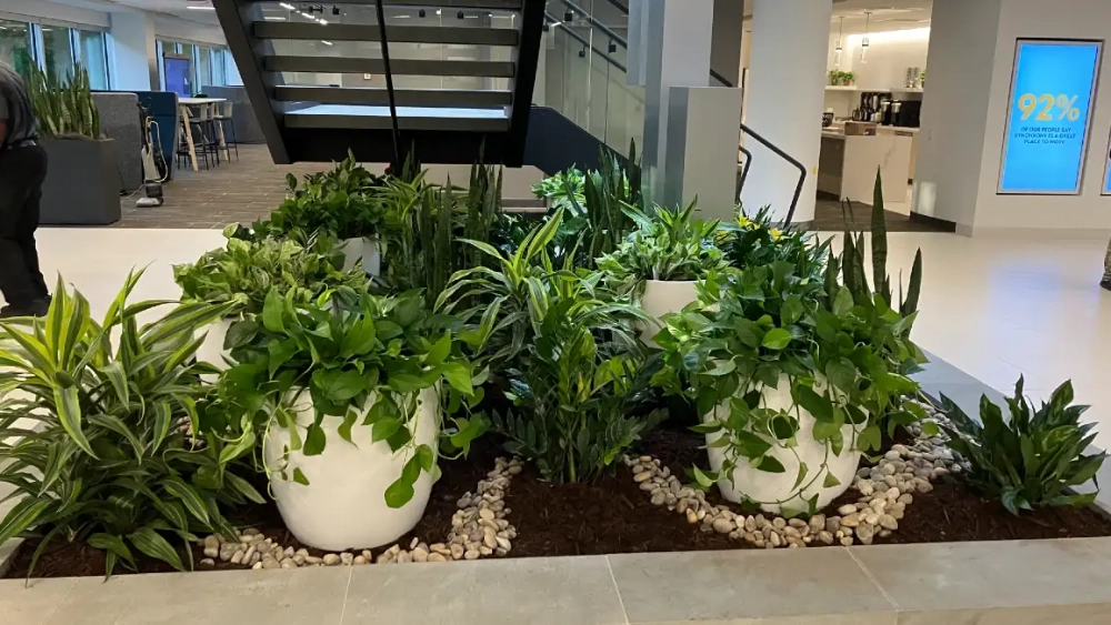 Ambius project indoor white pots