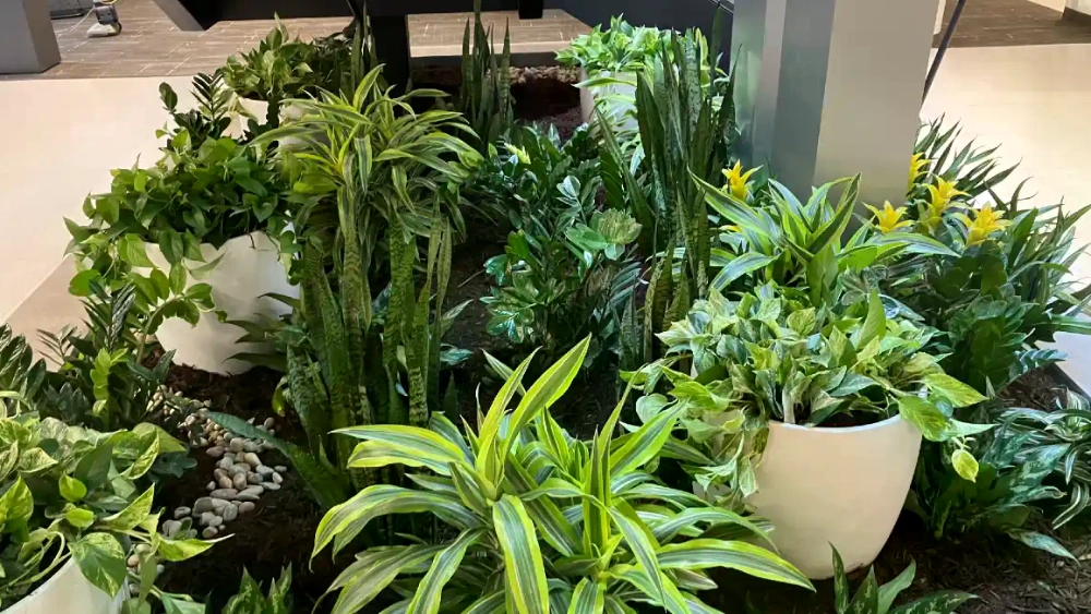 Ambius project vibrant greenery