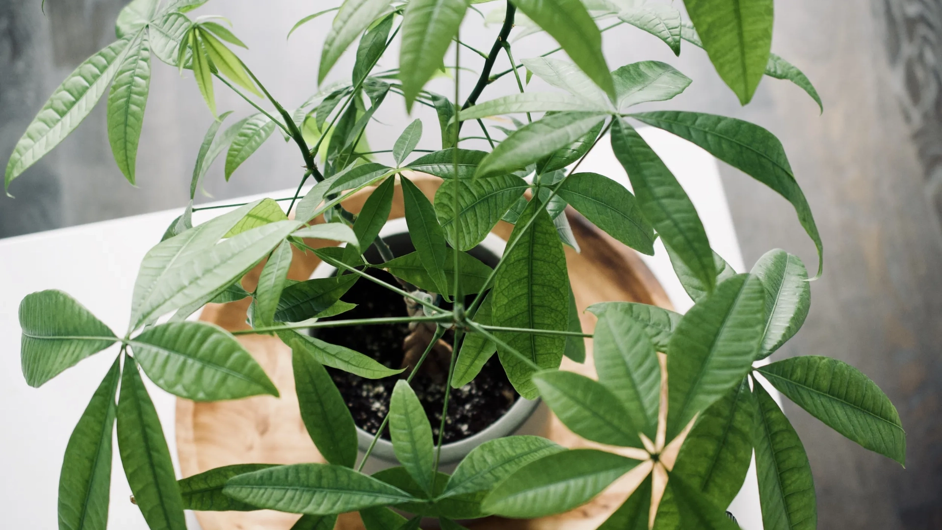 Money Tree Plant Care Guide: Tips For Prosperity And Luck