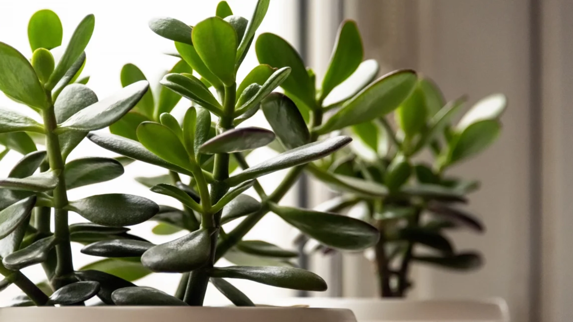 Jade Plant Care: Growing Conditions, Repotting & Pruning