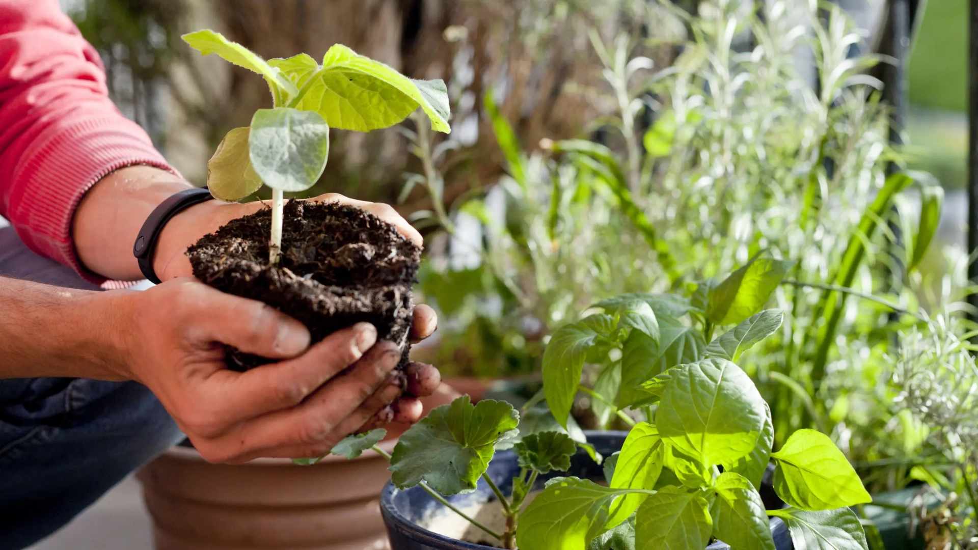 Re-Potting Houseplants 101: 5 Steps to Successfully Re-Pot