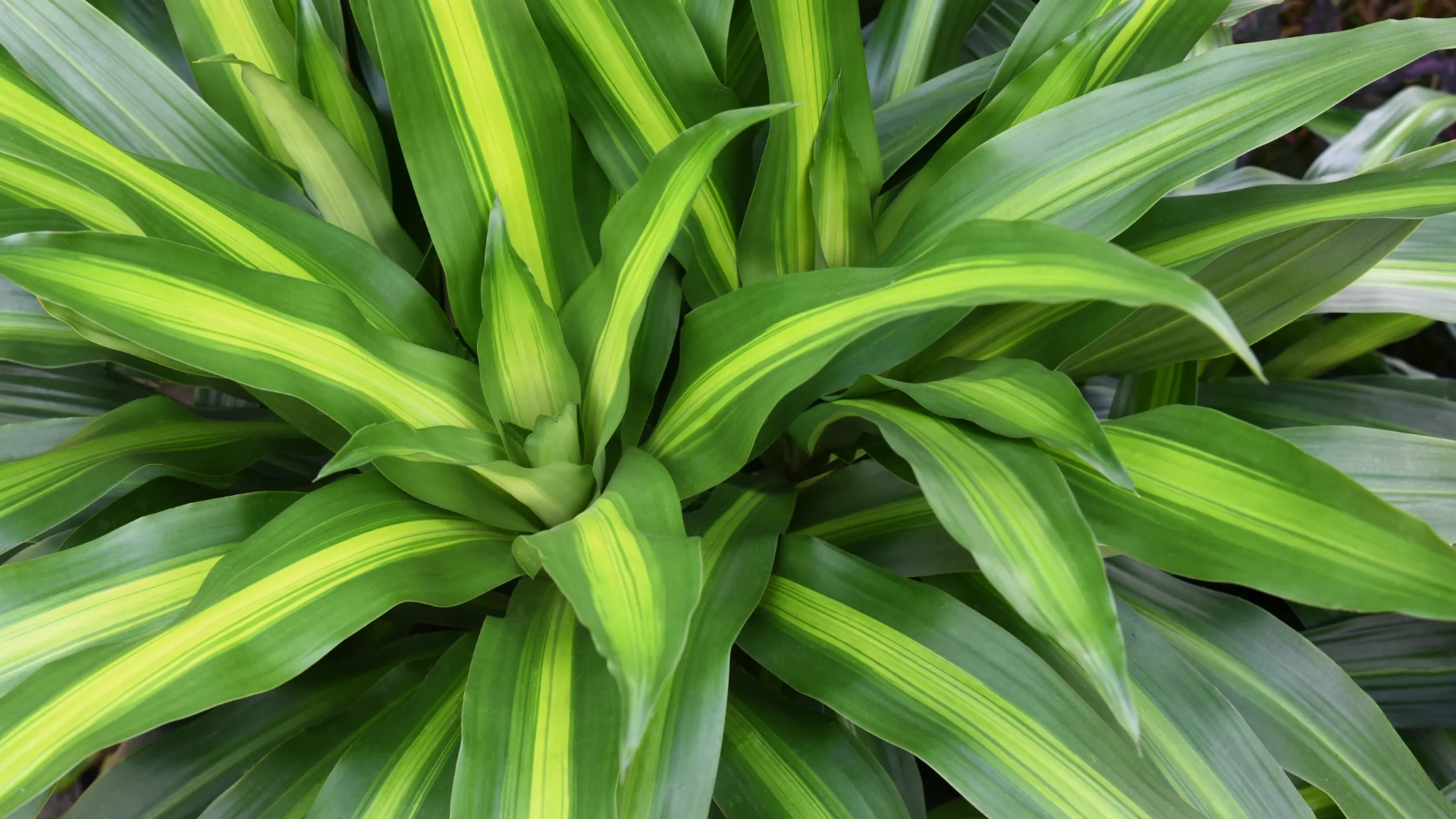 Learn All About The Dracaena Plant: Varieties, Facts & More