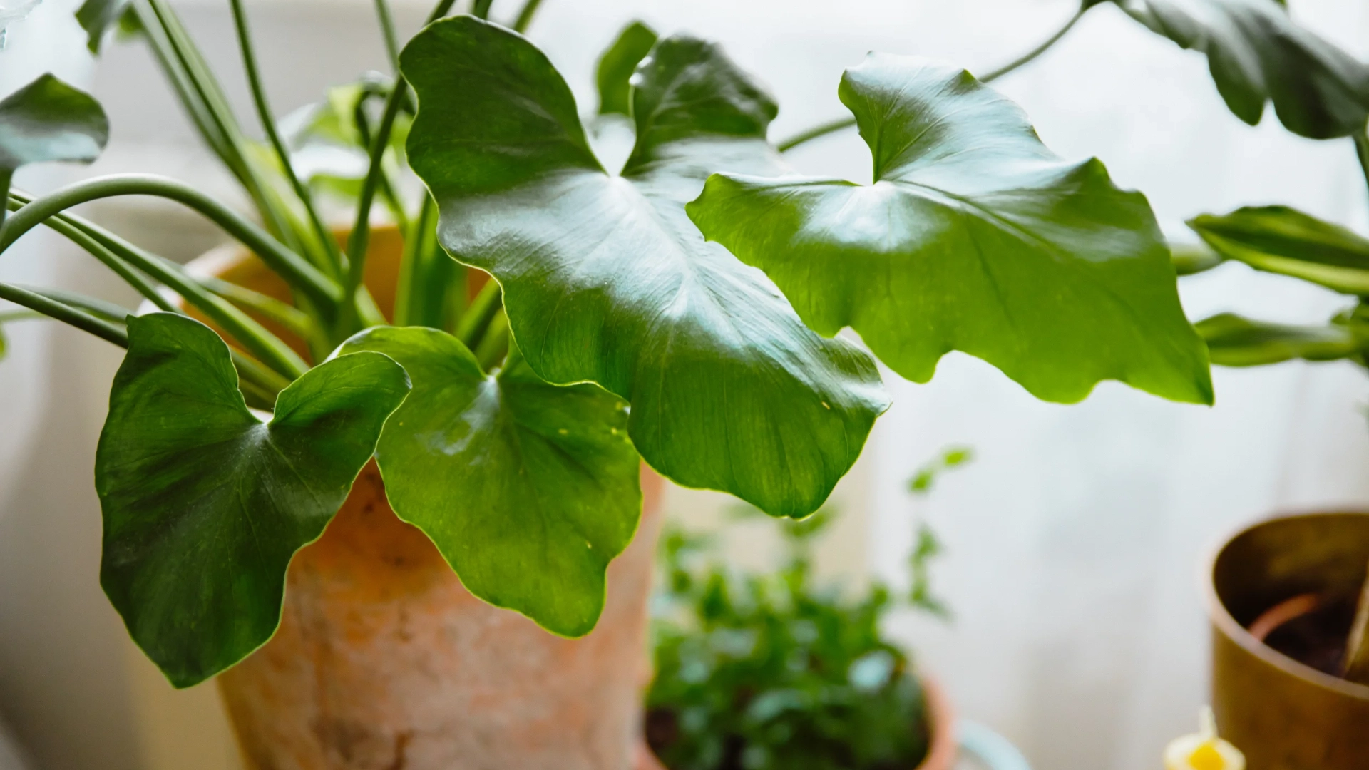Ultimate Guide To Philodendrons: A Common Indoor Plant