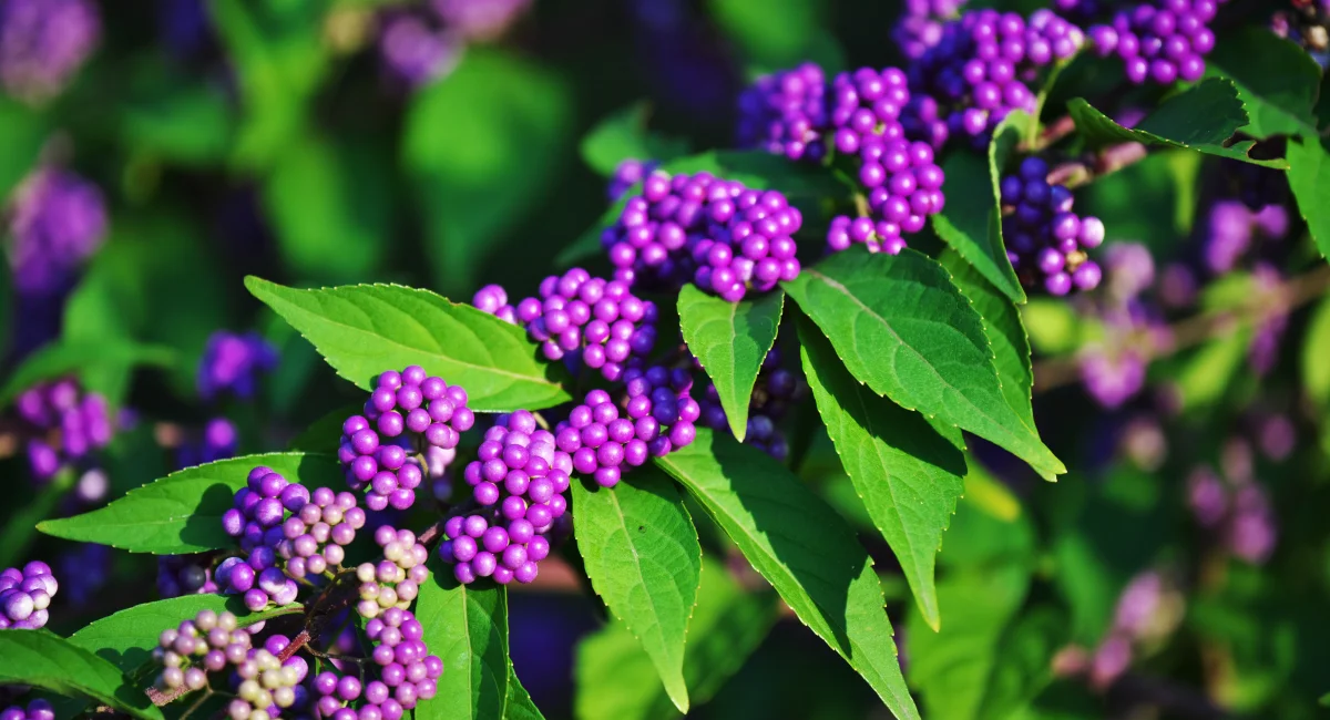 image-banner-stock-callicarpa-japonica-849261910.webp