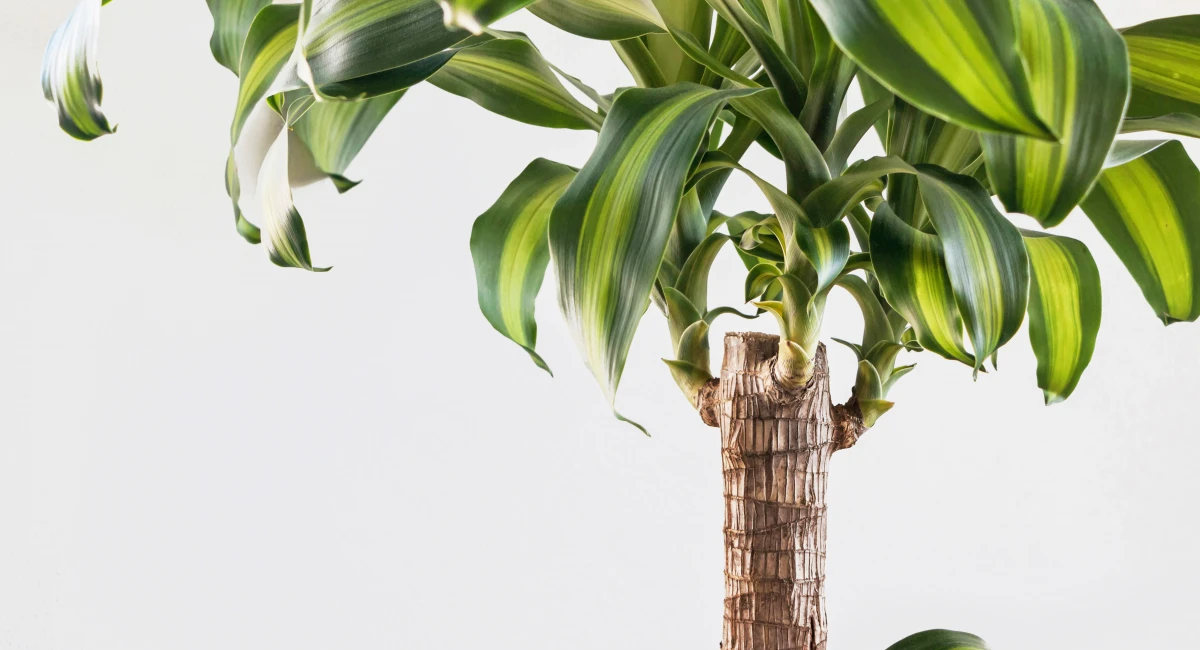 Dracaena plant with striped green leaves and textured trunk against a white background