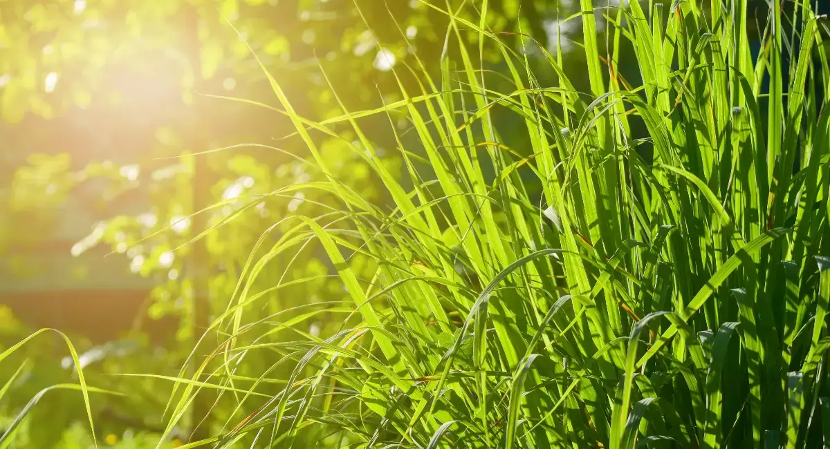 grass