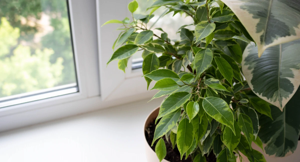 Ficus tree with variegated green leaves on office windowsill