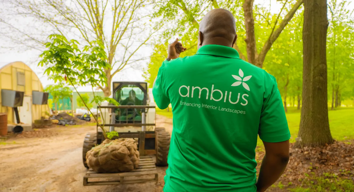 Ambius colleague transporting Anne Frank's tree sapling.