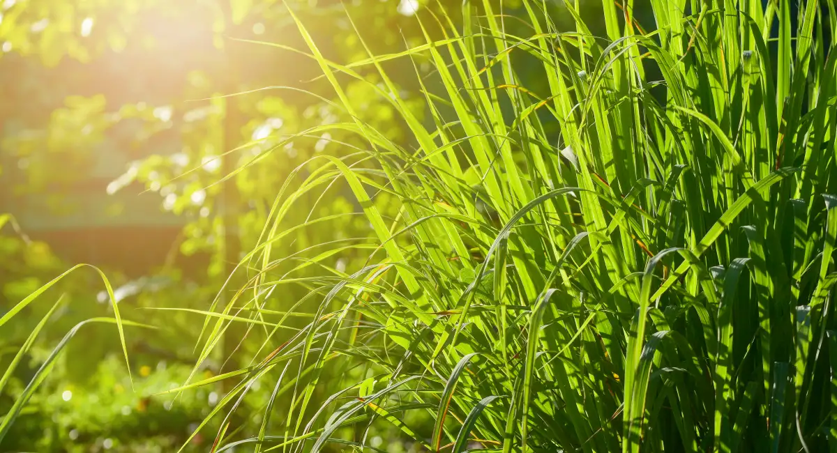image-banner-stock-lemongrass-grown-in-the-vegetable-garden-1157773336.webp