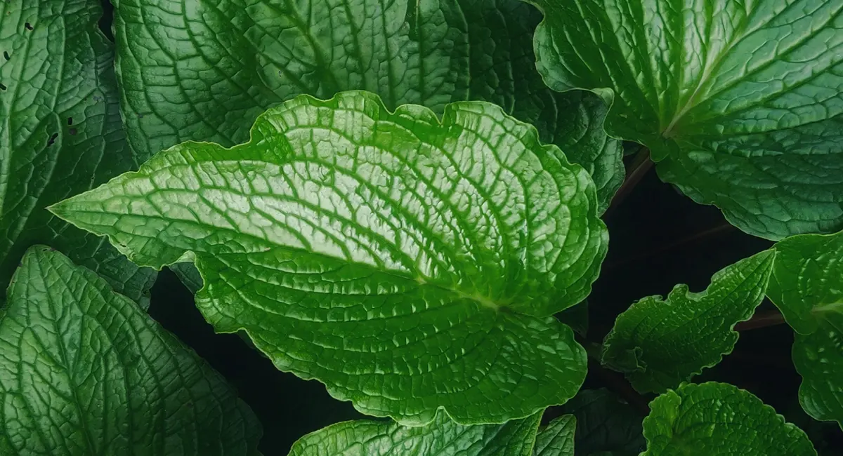 mint
