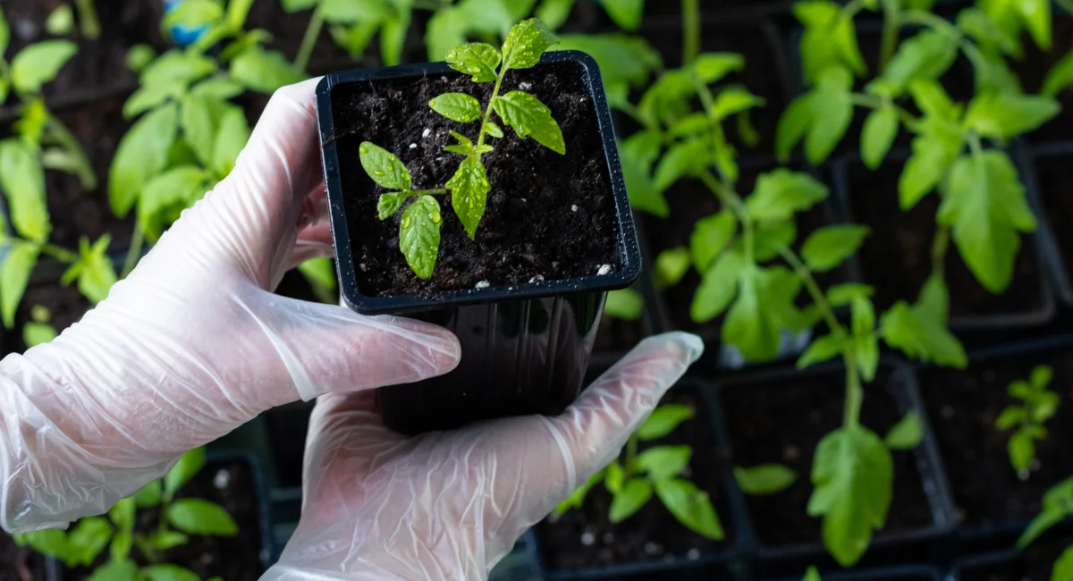 image-banner-stock-womens-hands-in-gloves-hold-a-tomato-seedling--1472978964.webp