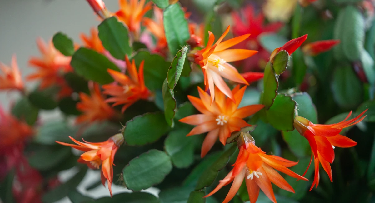 A Timely Bloom: How to Care for a Christmas Cactus | Ambius US