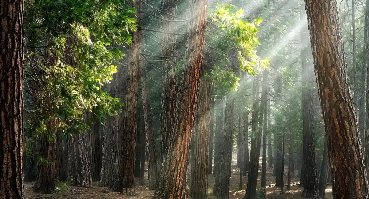 image-banner-stock-sunlight-though-a-ponderosa-pine-forest-1350885698.webp