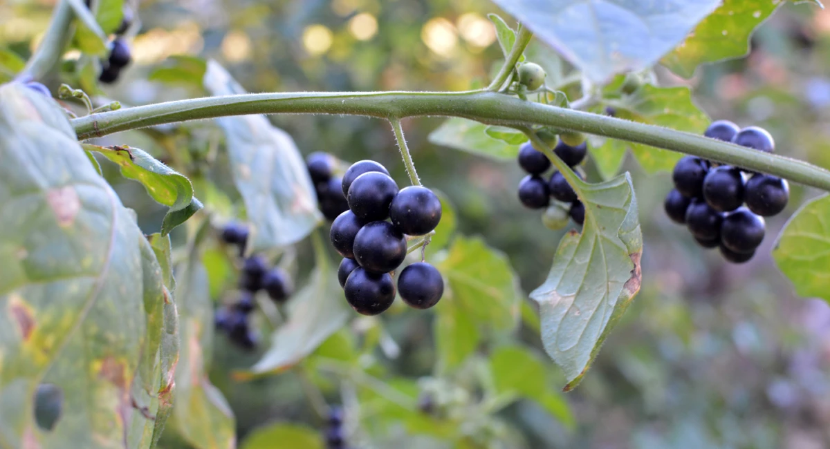 image-stock-ambius-deadly-berrie-getty-1405104837.webp