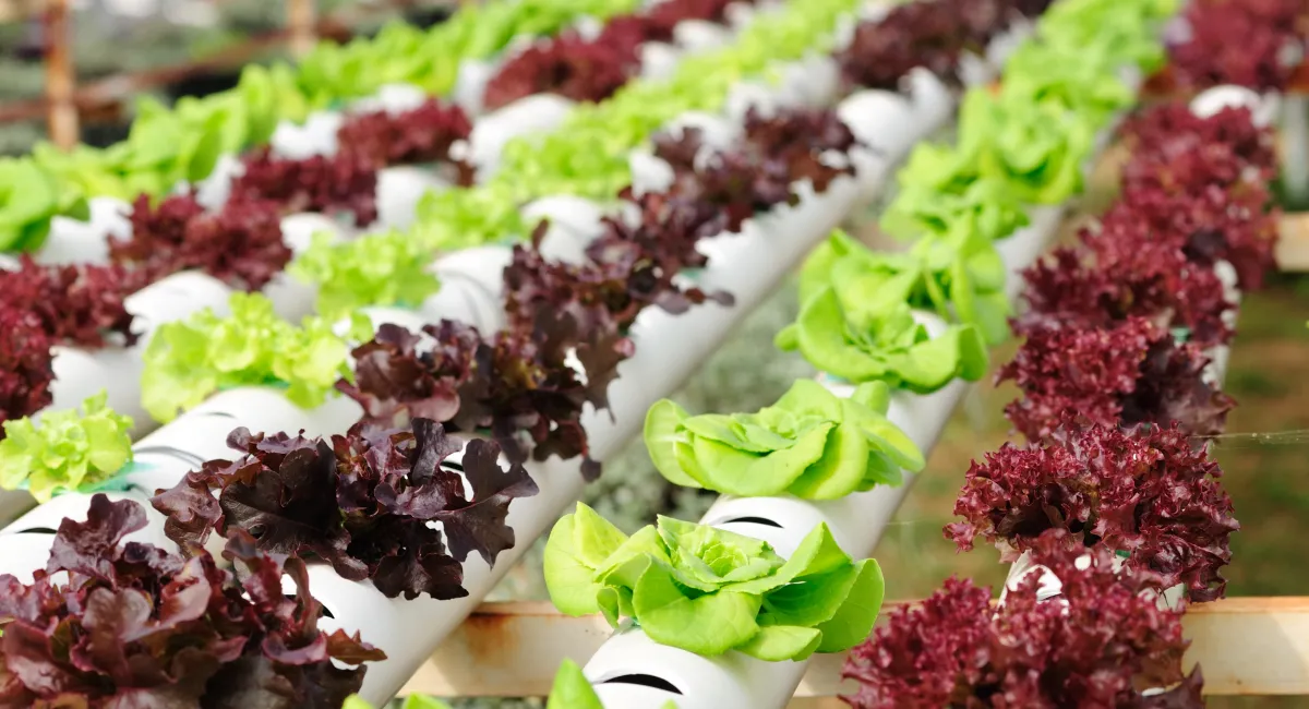 Hydroponic gardens