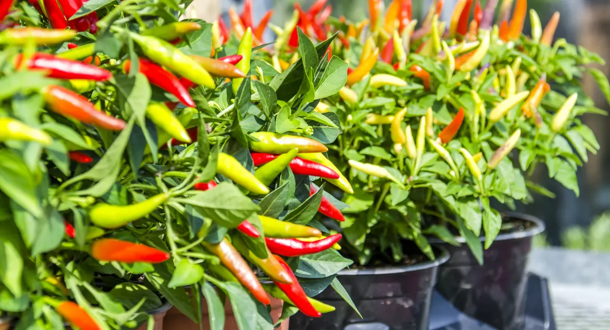 image-banner-stock-potted-pepper-plants-with-red-and-yellow-colors-616881430.webp