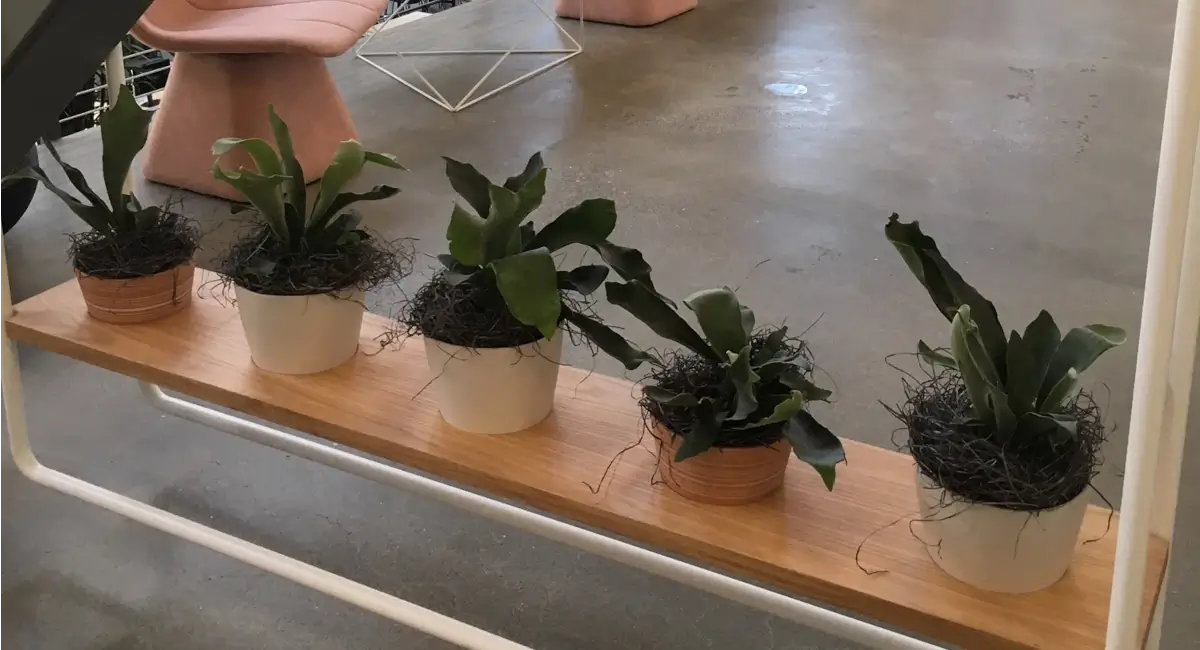 Potted plants
