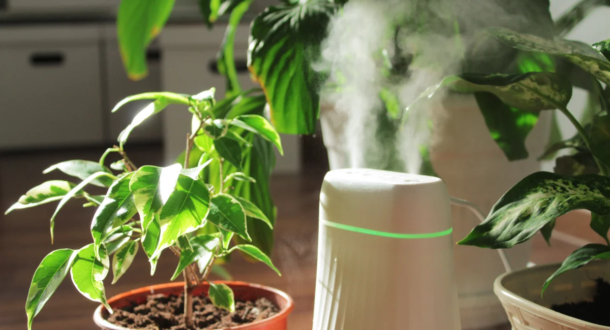 image-banner-stock-humidifier-and-houseplants-during-the-heating-1357262374.webp