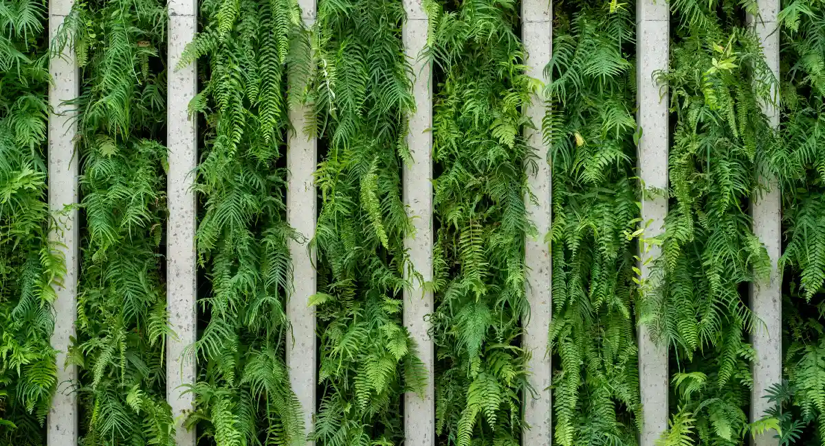 image-stock-ambius-fern-green-wall-getty-1432822854.webp