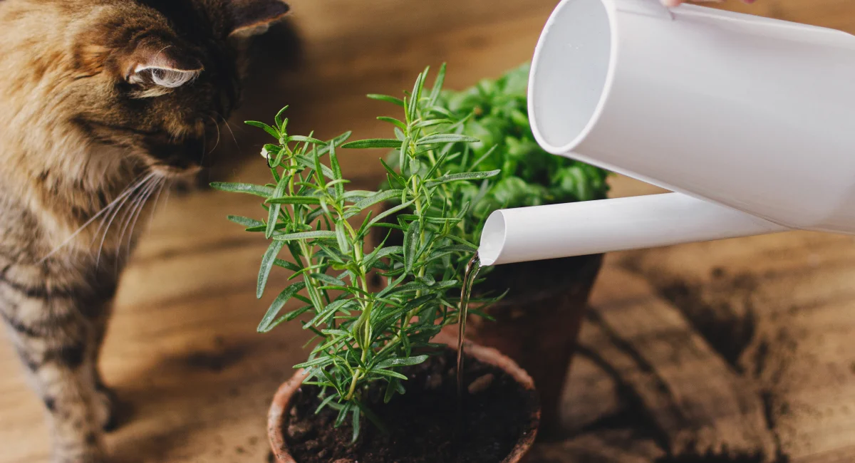watering