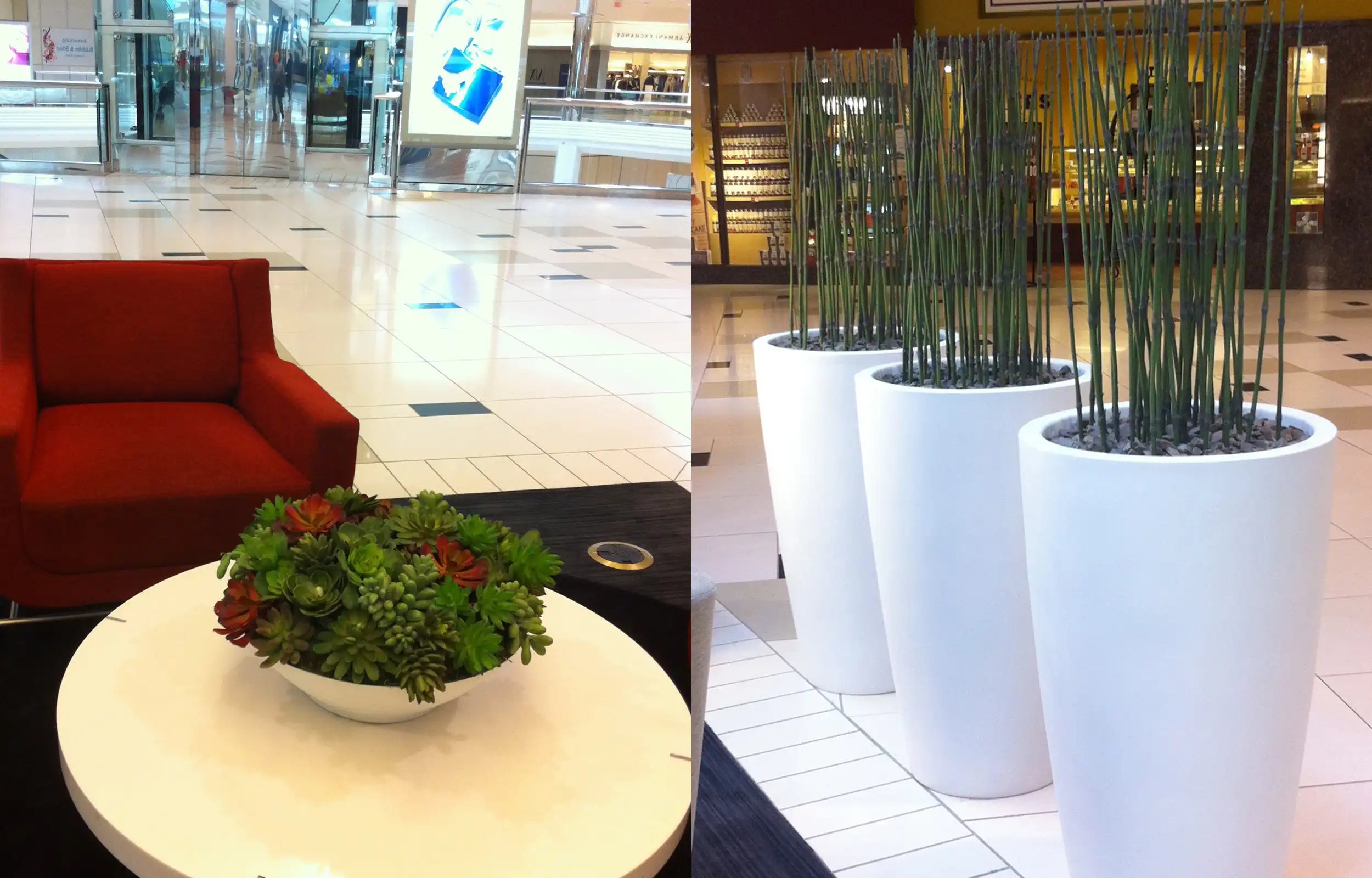 Live plants in decorative potting