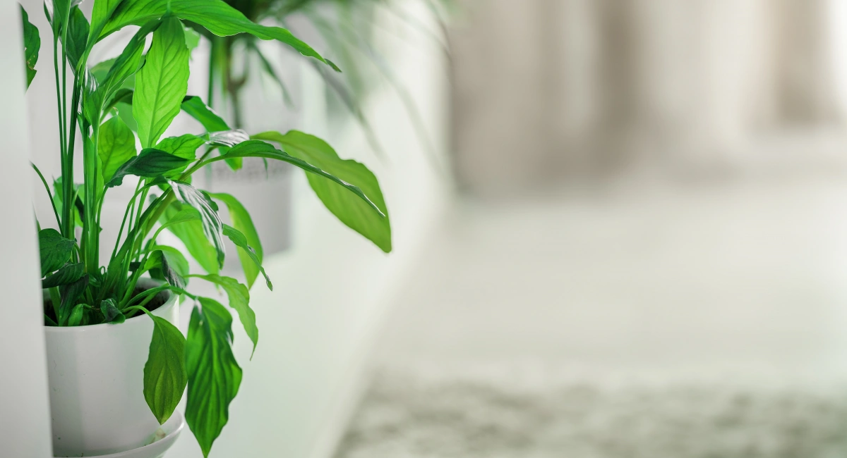 image-banner-stock-bright-green-color-leaves-of-spathiphyllum-plant-1479825976.webp