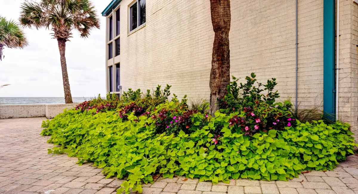 Lush outdoor landscaping with lime green sweet potato vines and flowers along a brick building.