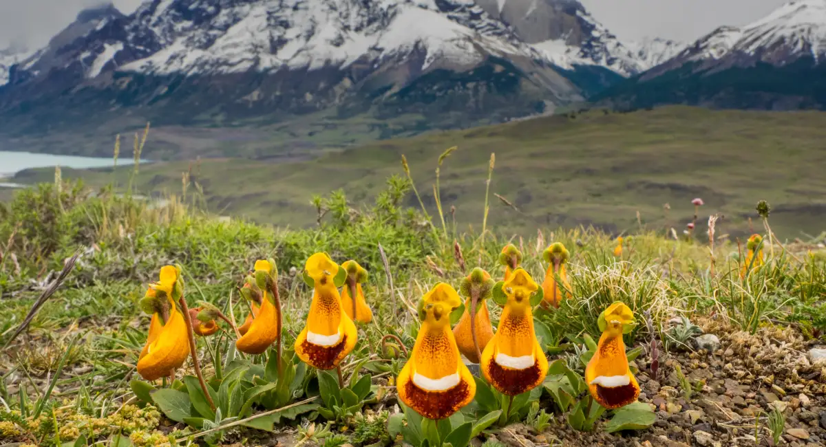 5 Plants From Around The World: The Weird And Wonderful
