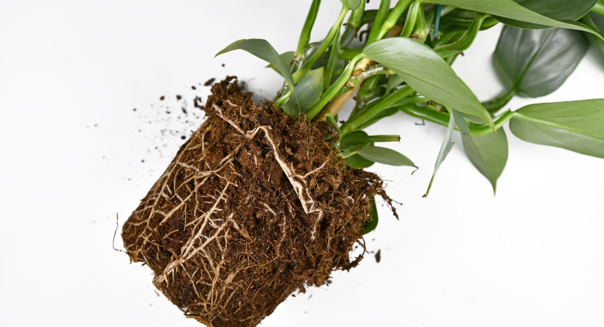 image-banner-stock-roots-in-soil-shaped-like-flower-pot-of-exotic-1201284698.webp