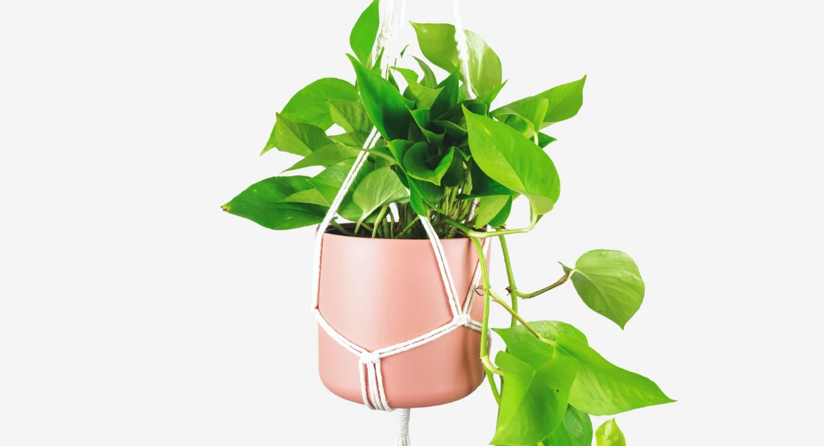 Pothos plant in peach fuzz hanging pot