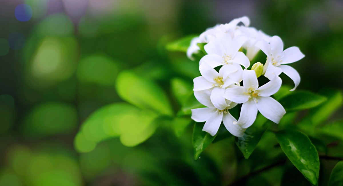 image-banner-stock-orange-jasmine-blooming-in-the-garden-1066418156.webp