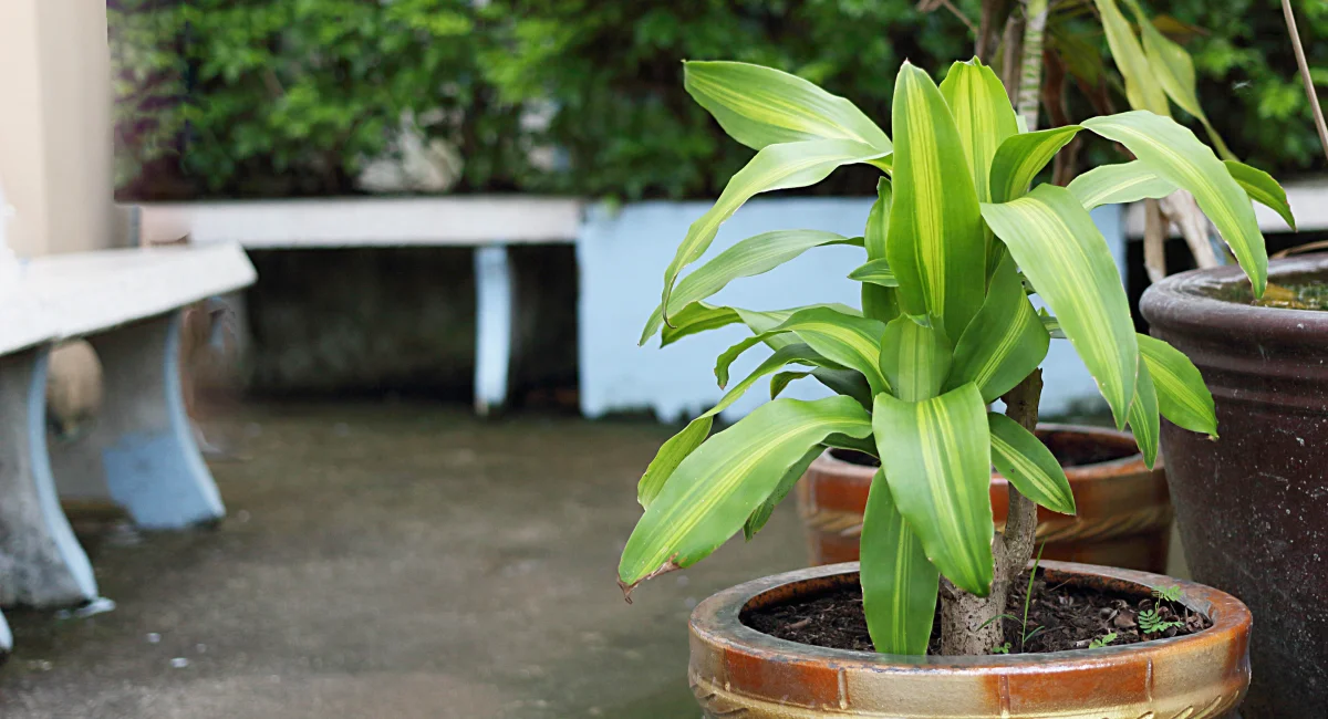 Learn All About The Dracaena Plant: Varieties, Facts & More