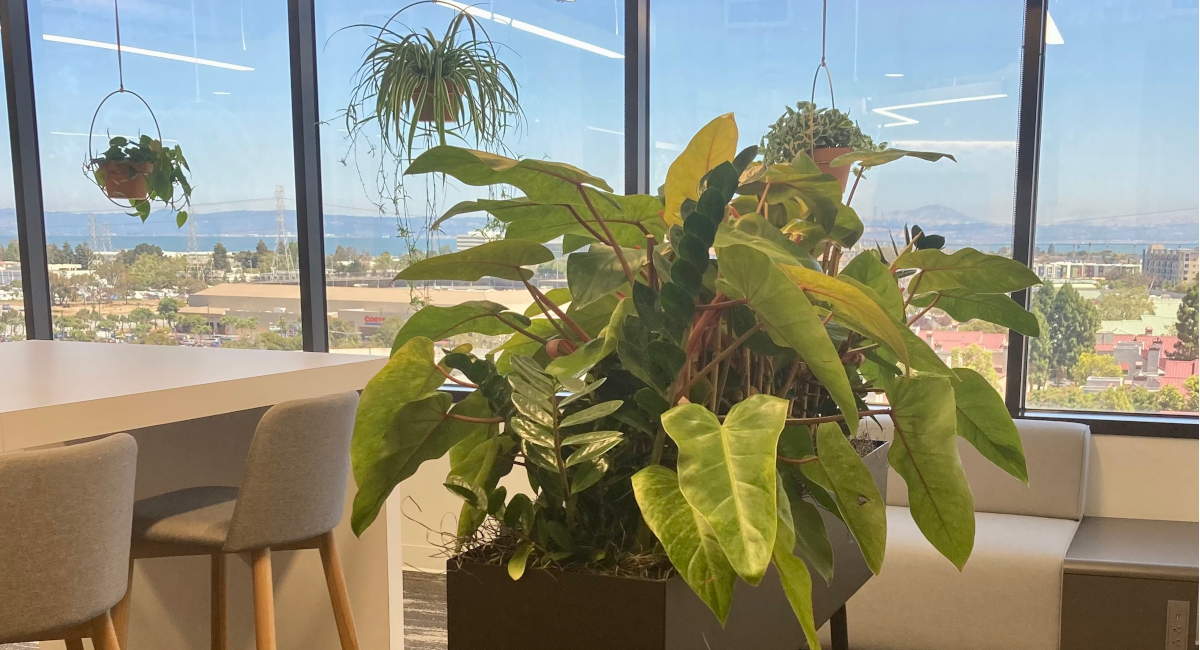Green wall on office wall