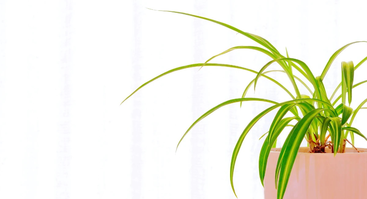Spider plant in peach fuzz pot