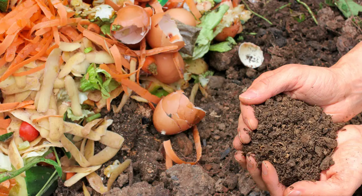 image-banner-stock-compost-with-composted-earth-479440915 (1).webp