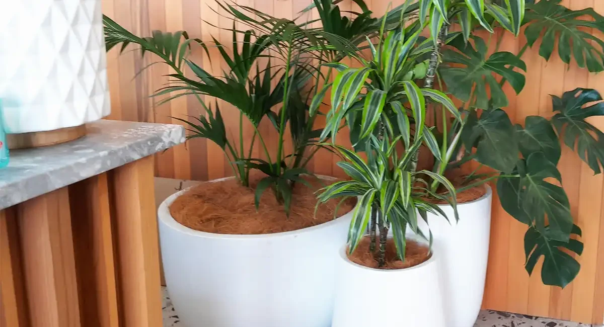 plant