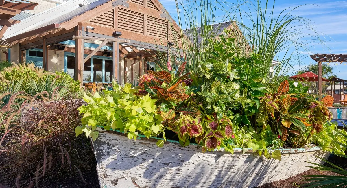 Live plants in old wooden boat