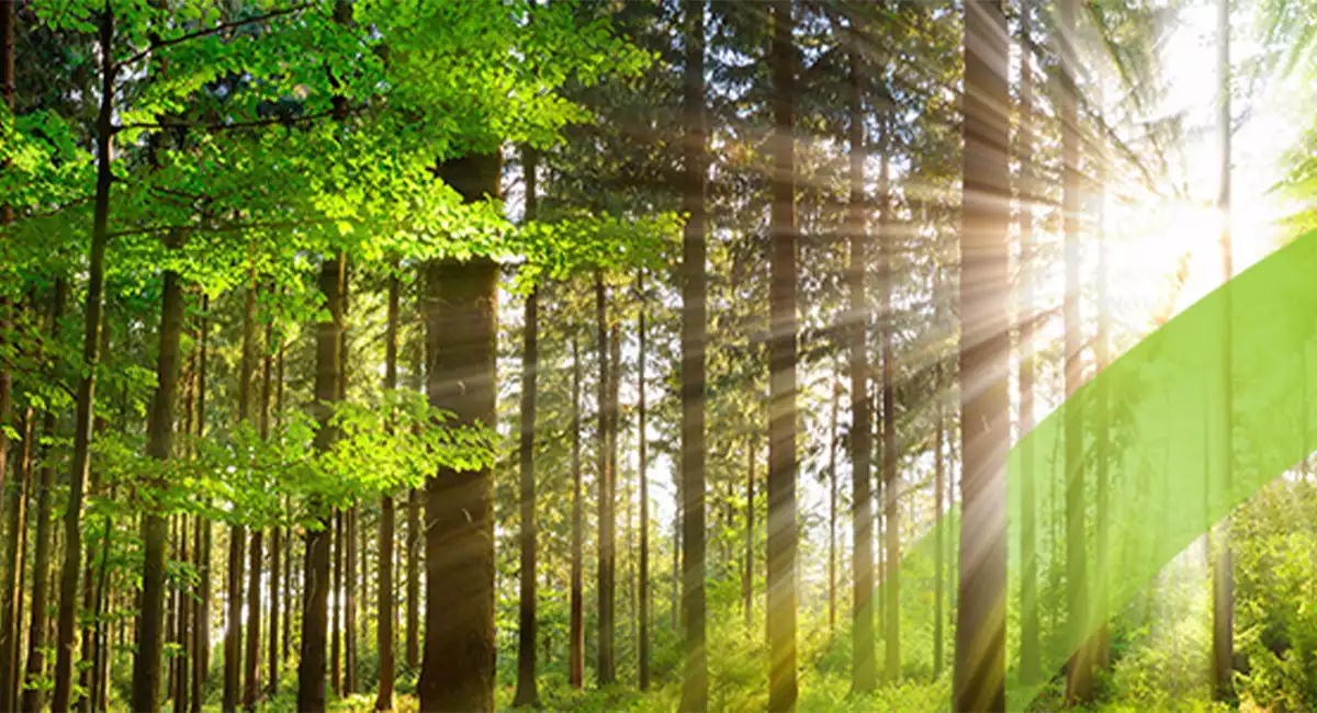 Sun beaming through forest of trees.