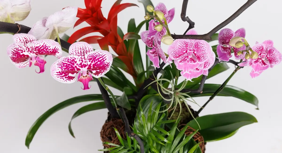 White and pink orchids in a flower pot in-front of a white background