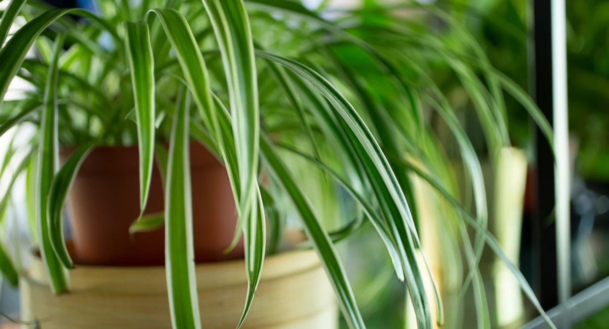 image-banner-stock-spider-plant-1330053980.webp
