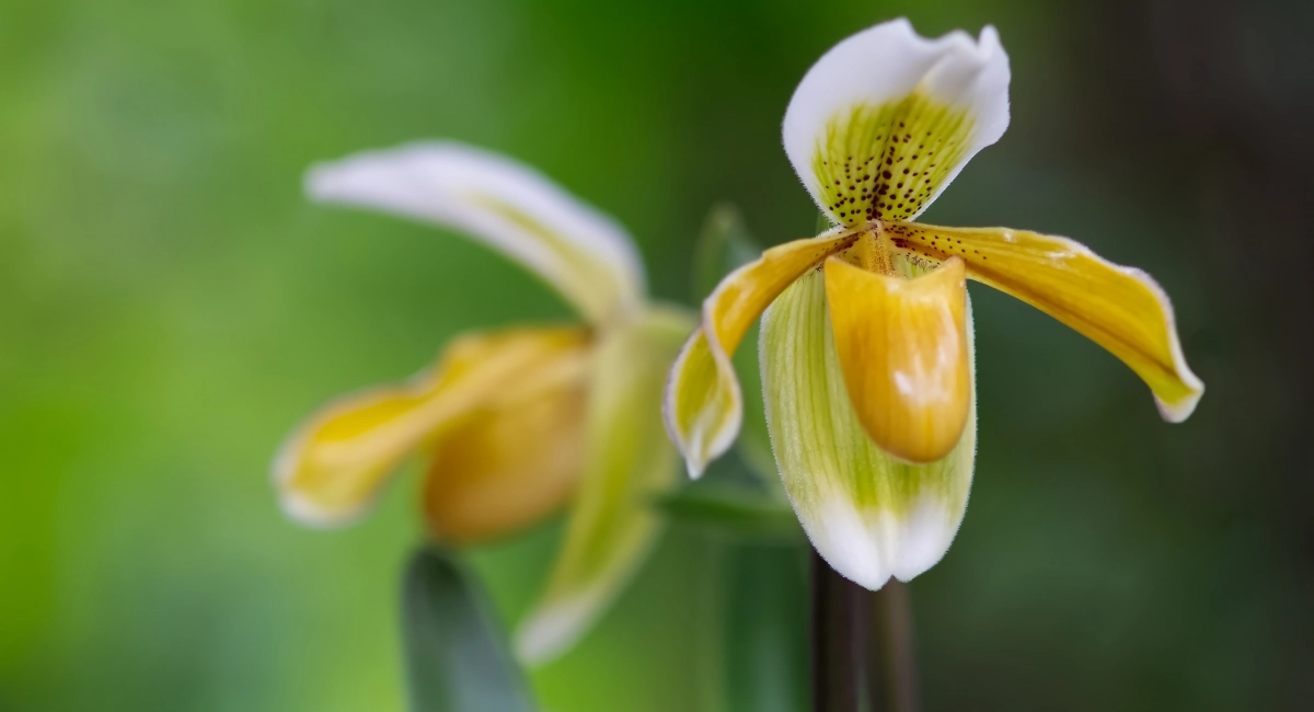 image-banner-stock-lady-slipper-orchid-in-natural-light-1400604754.webp