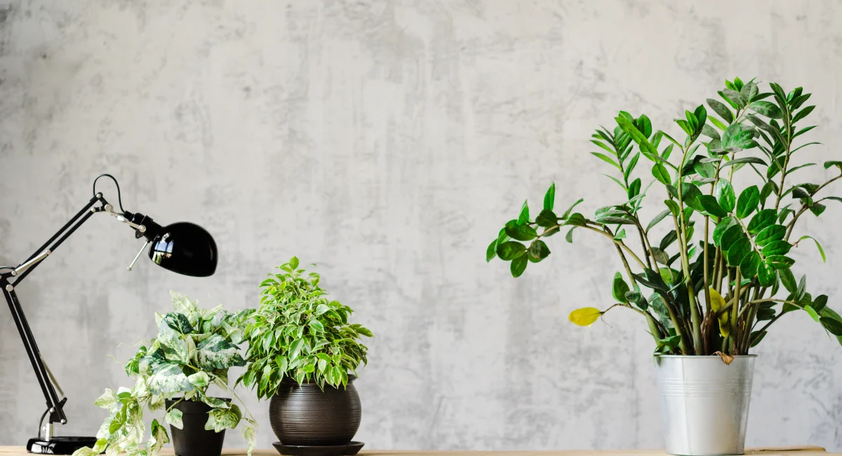 image-banner-stock-a-desk-for-working-with-a-lamp-and-flowers-on-1015989768 (1).webp