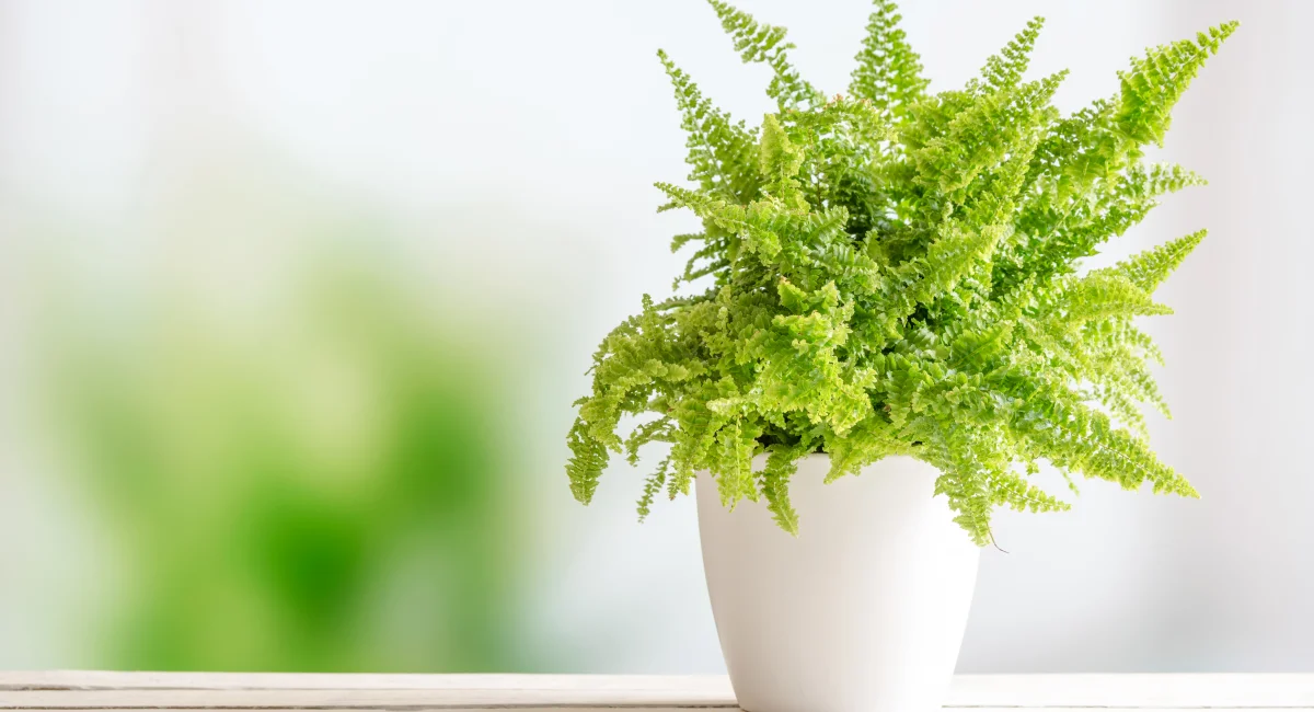 Bright green fern plant in white pot on light wood surface