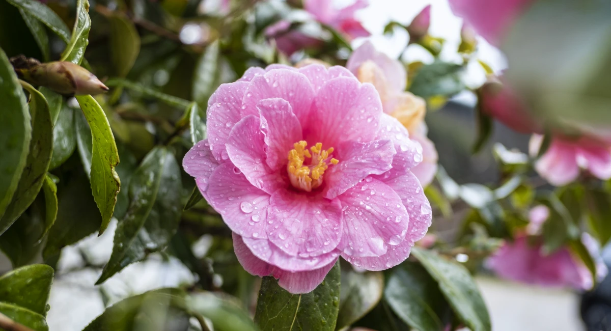 image-banner-stock-camellia-x-williamsii-1401152296.webp