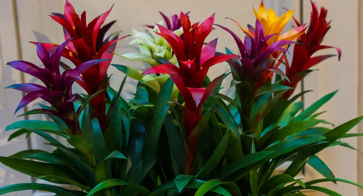 Red, purple, and yellow Bromeliads