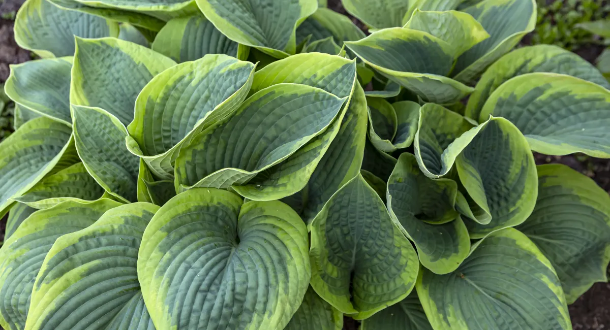 image-banner-stock-lush-hosta-in-the-garden--perennial-flowers-1366091889.webp