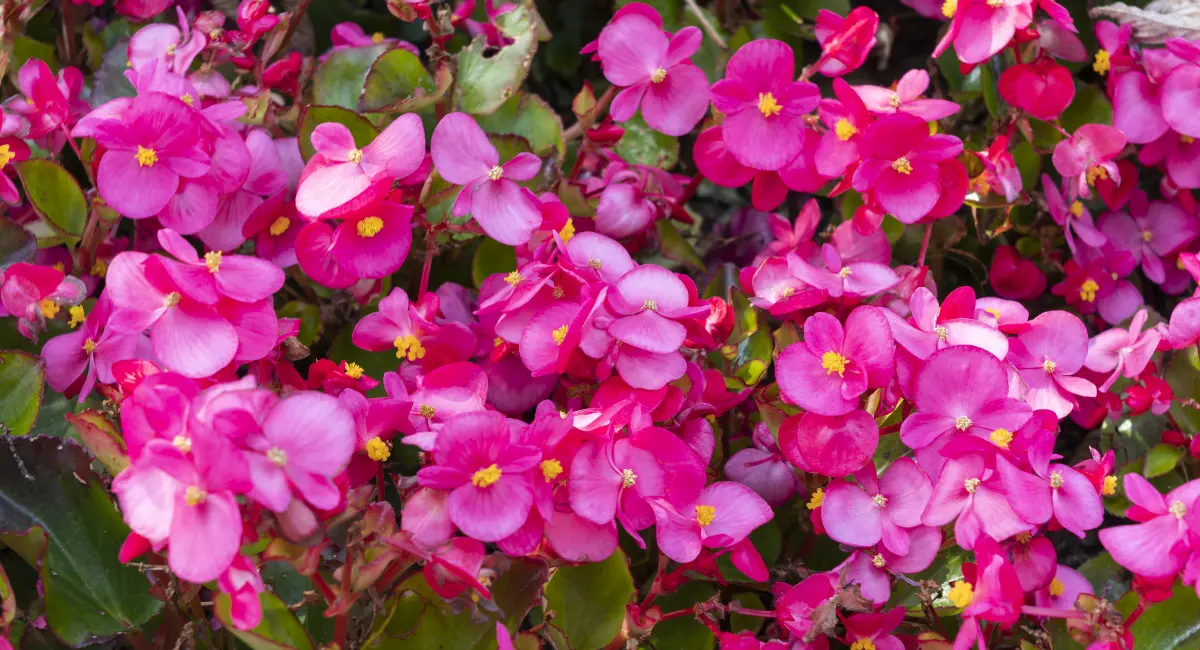 Begonia