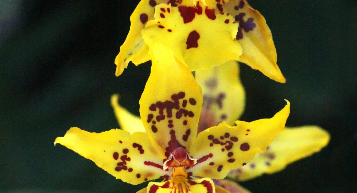 image-banner-stock-yellow-oncidium-orchid-close-up-1322236166.webp