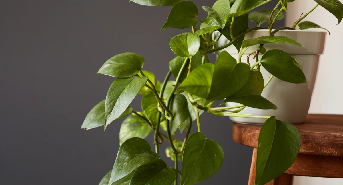 Pothos plant with trailing green leaves in white pot on wooden table