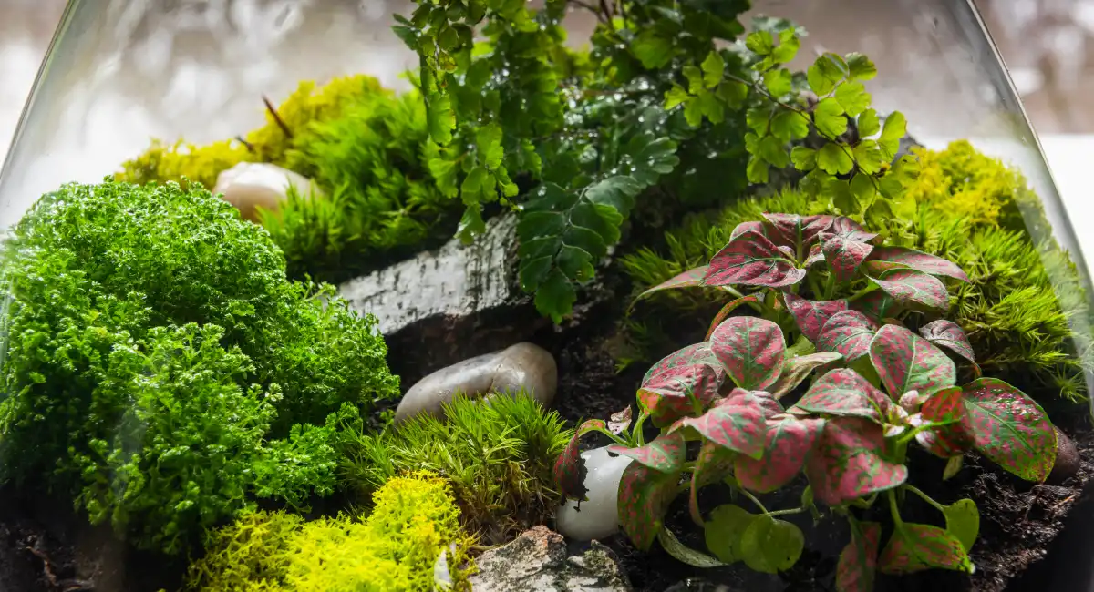moss terrarium